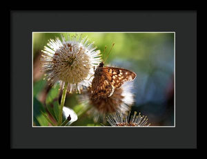 The Butterfly's Perch - Framed Print