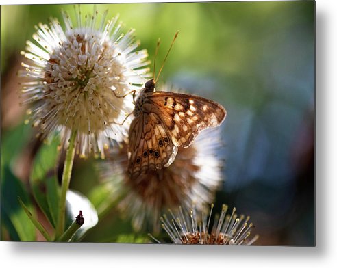 The Butterfly's Perch - Metal Print