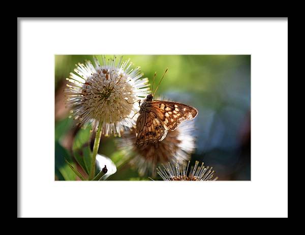 The Butterfly's Perch - Framed Print
