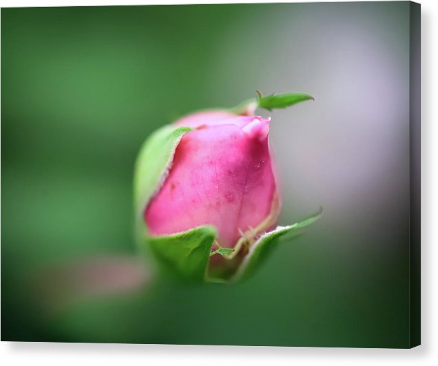 The delicate bud of a rose - Canvas Print