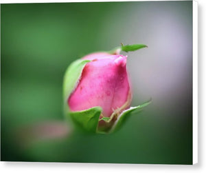 The delicate bud of a rose - Canvas Print