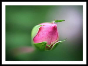 The delicate bud of a rose - Framed Print
