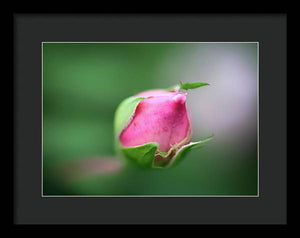 El delicado capullo de una rosa - Lámina enmarcada