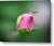 The delicate bud of a rose - Metal Print
