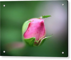 The delicate bud of a rose - Acrylic Print