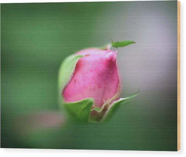The delicate bud of a rose - Wood Print