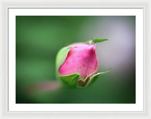 El delicado capullo de una rosa - Lámina enmarcada