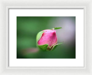 The delicate bud of a rose - Framed Print