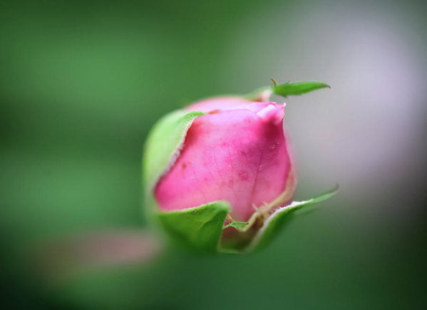 El delicado capullo de una rosa - Lámina artística