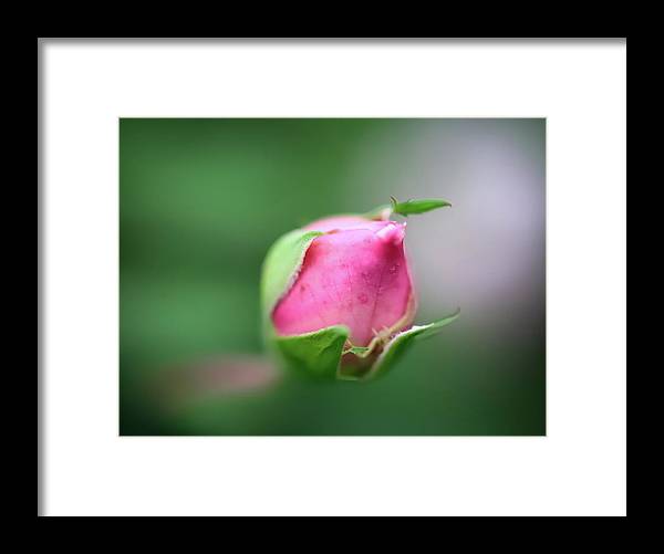 The delicate bud of a rose - Framed Print