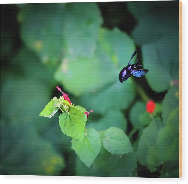 Flight of the Bumblebee - Wood Print
