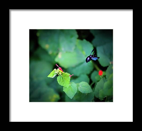 Flight of the Bumblebee - Framed Print
