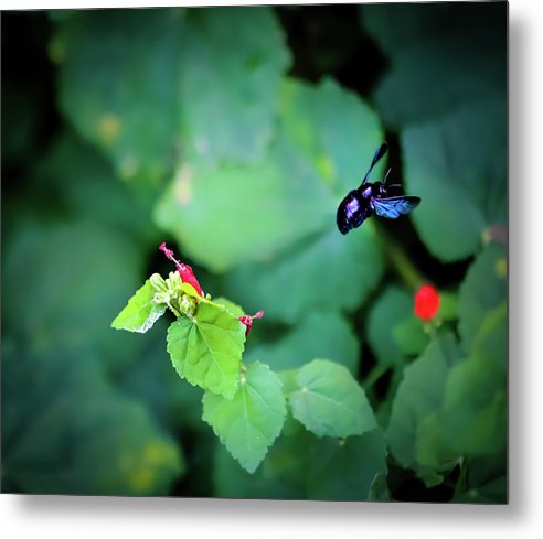 Flight of the Bumblebee - Metal Print