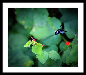 Flight of the Bumblebee - Framed Print