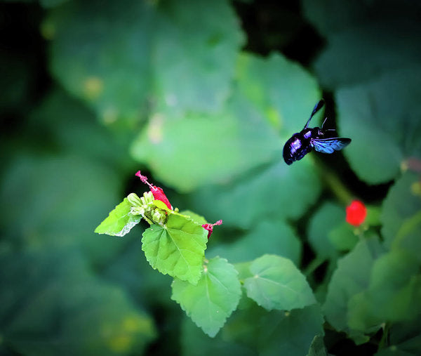 Flight of the Bumblebee - Art Print