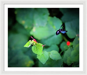 Flight of the Bumblebee - Framed Print