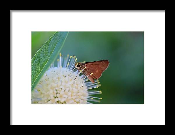 The nectar - Framed Print