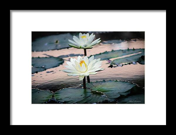Water Lilies Oil Painting - Framed Print