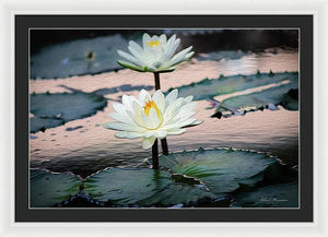 Water Lilies Oil Painting - Framed Print