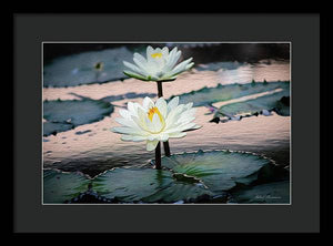 Water Lilies Oil Painting - Framed Print