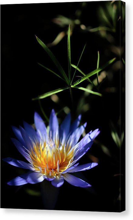 Water Lily Flower - Canvas Print