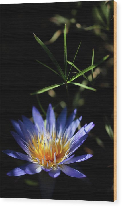 Water Lily Flower - Wood Print