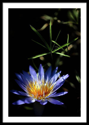 Water Lily Flower - Framed Print