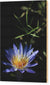 Water Lily Flower - Wood Print
