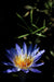 Water Lily Flower - Art Print