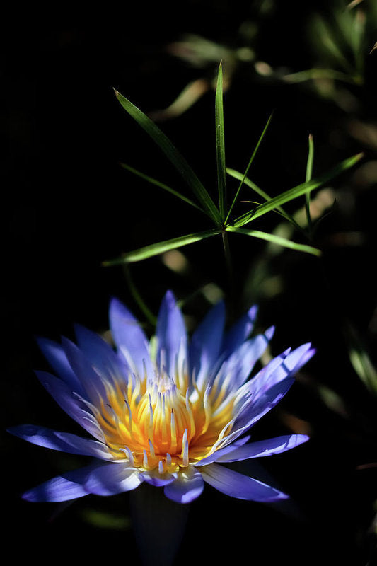 amber lily flower Water Lily Flower - Art Print