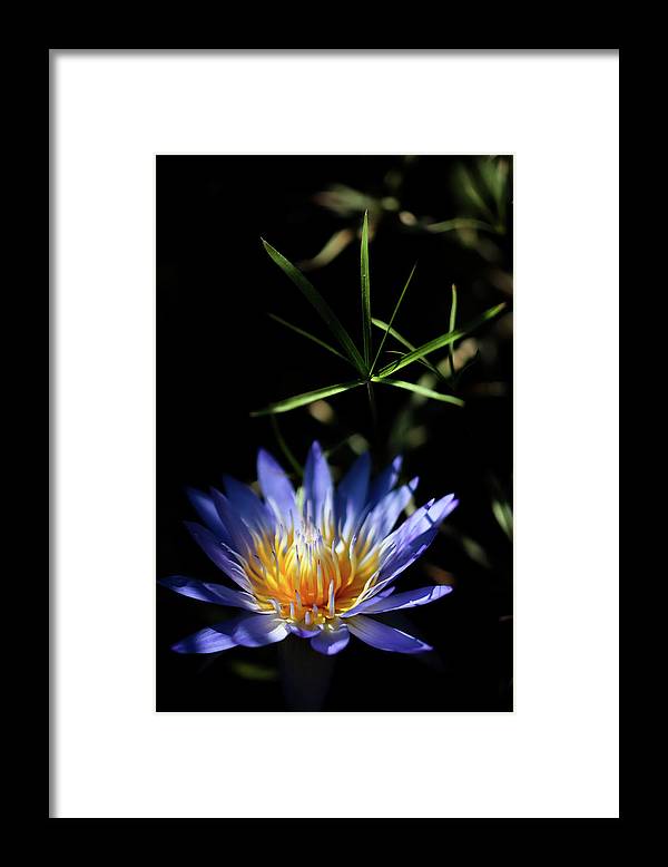 Water Lily Flower - Framed Print