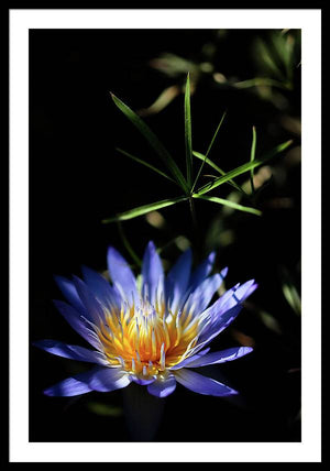 Water Lily Flower - Framed Print