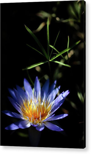 Water Lily Flower - Acrylic Print