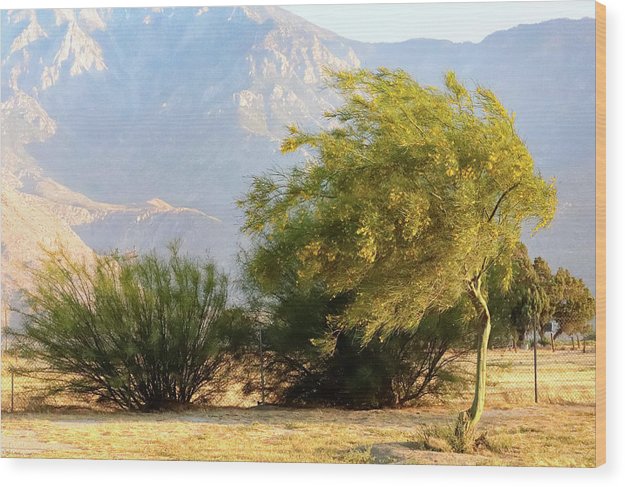 Windblown California Landscapes - Wood Print