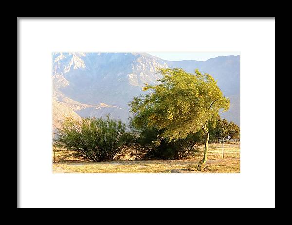 Windblown California Landscapes - Framed Print